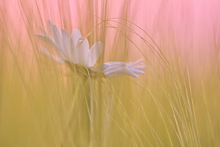 Touch Me - daisy, color, grass, flower