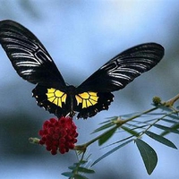 Longwing on red