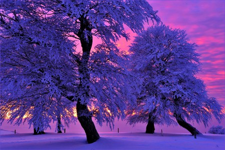 Night in the Last - purple, sky, trees, sun, winter