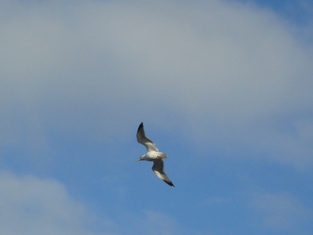 The Chains of the Skyways - wings, sky, flying, clouds, seagull, whitby