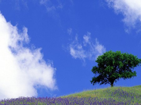 Tranquil field - cloud, flower, field, tree, grass