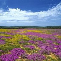 Flower field