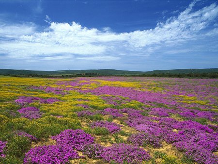 Flower field - cloud, field, flower, landscape