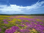 Flower field