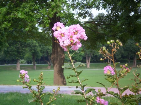 Pink crepe mytle - flowers, crepe mytle, nature, pink