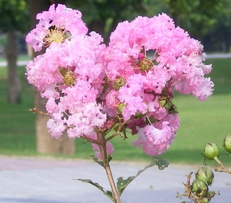 Pink crepe mytle - flowers, crepe mytle, pink, nature