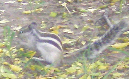 Squirrel - eating, animal, squirrel, in the garden