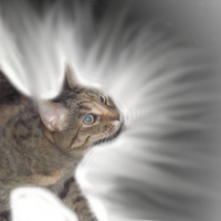 Glow of the Cat