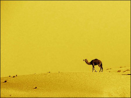 Dubai desert - camel desert, nature, dubai, yellow