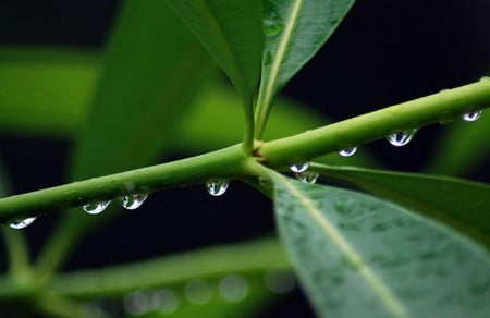 Drops - green, fresh, leavs, rain