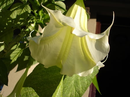 Datura - blooms, nature, datura, flowers