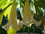 Flowering Datura