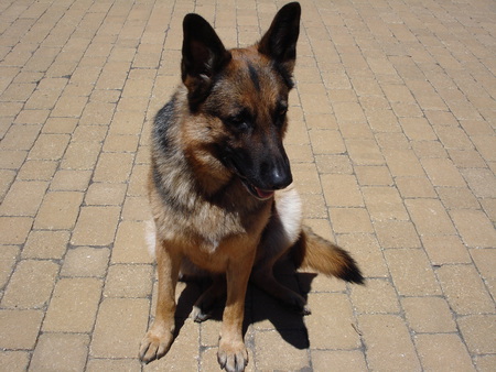 Alert dog - pets, animals, dog, german shepherd