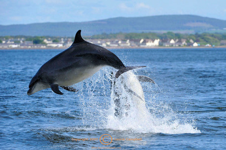 What fun! - cetation, water, leaping, dolphin