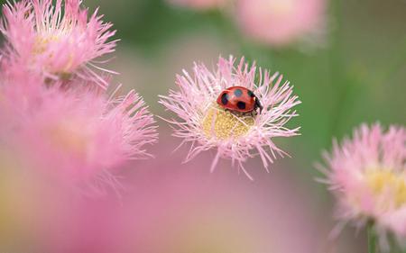 Little Bug - flowers, fantasy, nature, bug, incest