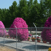 Petunia trees