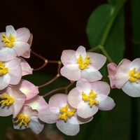 Pink and Yellow Funky Flowers