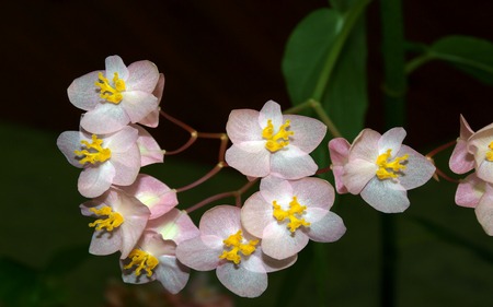 Pink and Yellow Funky Flowers - yellow, pink, green, leaves, funky, flowers