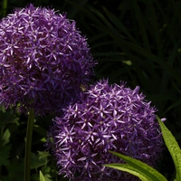 Purple PomPom Flowers