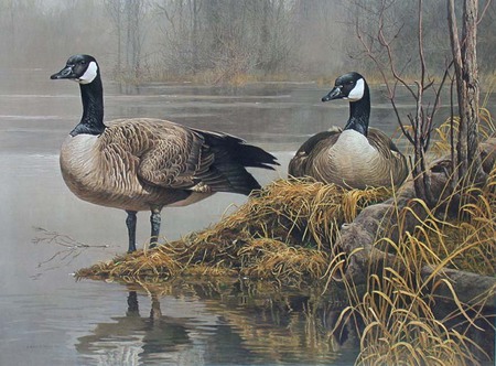 Canadian Geese - lake, gander, bank, family, goose