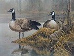 Canadian Geese