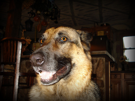 Happy face - pets, dog, german shepherd, animals