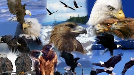 Eagles Collage - america, eagles, patriotic, golden, firefox persona, usa, widescreen, birds