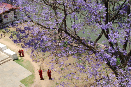 Jacaranda'flower on Punakha dzong Pagoda(Bhutan) - river, flower, pagoda, mountain