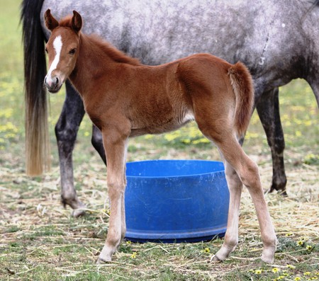 Young Filly - straw, filly, bucket, mother, grass