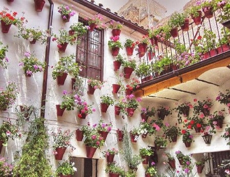 Water my plants please - flowers, white, balconies, windows, red and green, numerous flower boxes, apartment