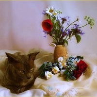 Cat's rest - still life