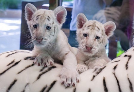 Majestic - cute, lion, white, two