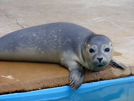 seal - seal, poorly, grey, water