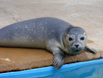 seal