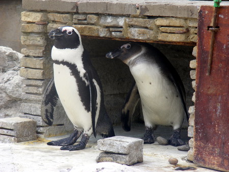 penguin - penguin, white, home, black