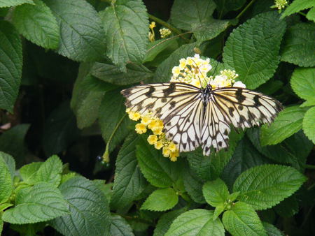 black and white butterfly - black, white, yellow, green, butterfly, flower, leaves