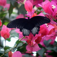 black butterfly