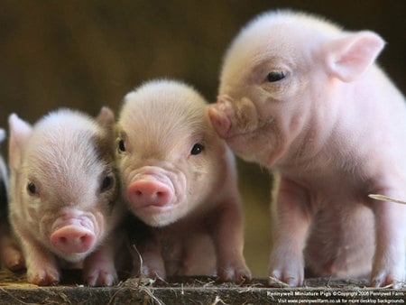 Three Little Pigs - oink, piggies, piglets, pigs, babies, snouts, pink, curios, cute