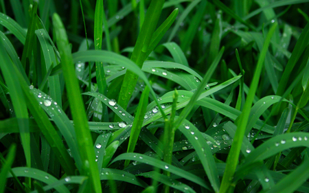 Droplets on Grass - nature, green, hd, grass, droplets