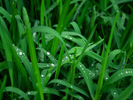 Droplets on Grass