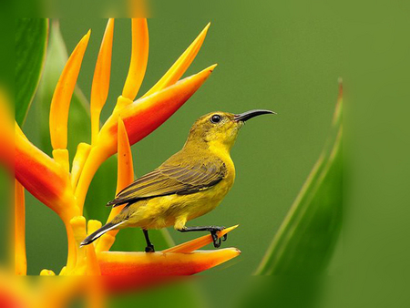 ......... Bird............. - bird, nature, yellow, green, flower, animals