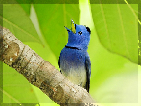 ........ Blue bird........... - bird, black, blue, green, leave