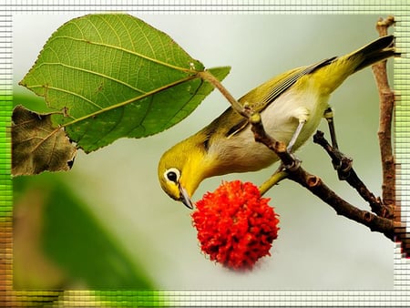 ... .....Japanese bird........... - bird, colorful, red, green, leave, japanese