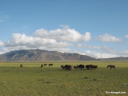 Horses Grazing in Mongolia - horses, plains, sky, mountains, grass, ponies, herd