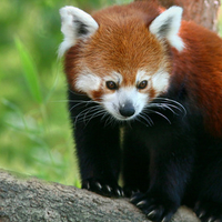 Cute Red Panda