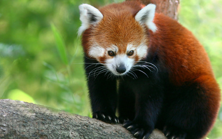 Cute Red Panda - black, white, animal, red, log, panda, claws