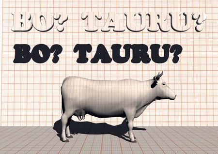 Bo? Tauru? - confused, cow, question