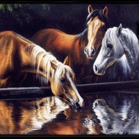 horses