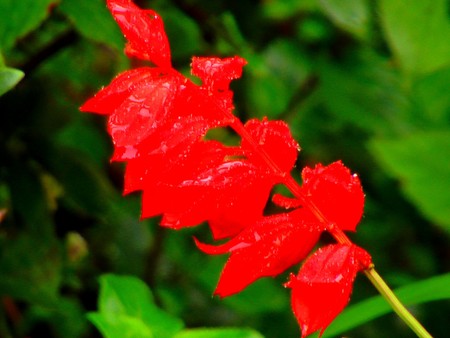 Flower with drops - flower, nature, red, green