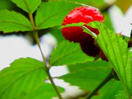 Raspberry - green, raspberry, red